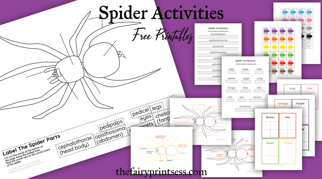 free printable spider activities for learning spider parts, vocabulary, and colors